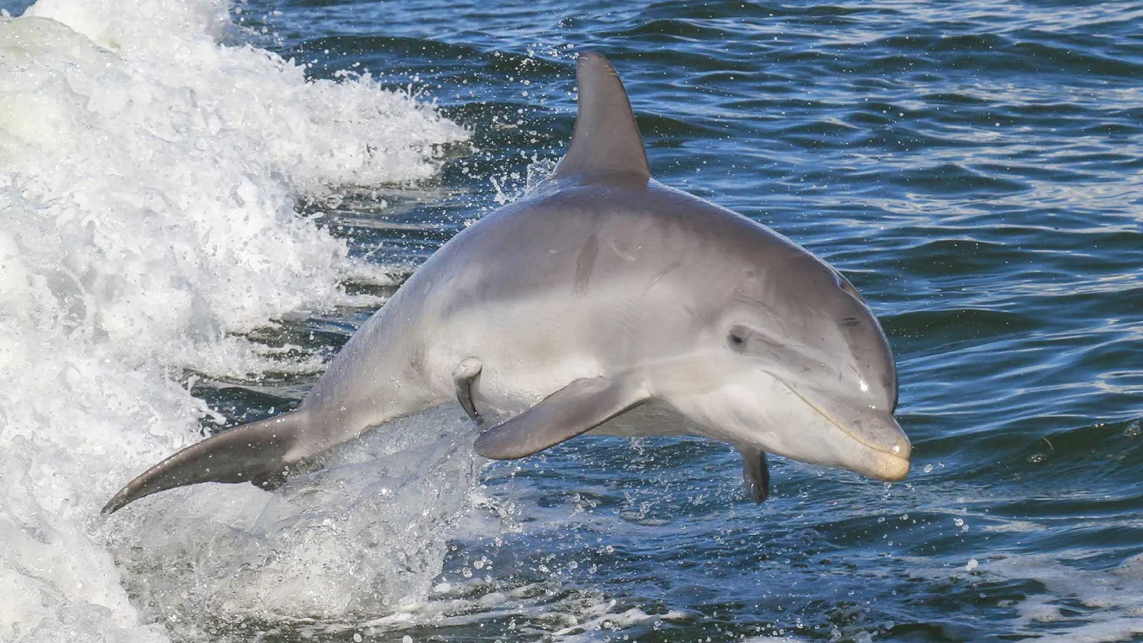 A dolphin swimming in blue water near South Padre Island