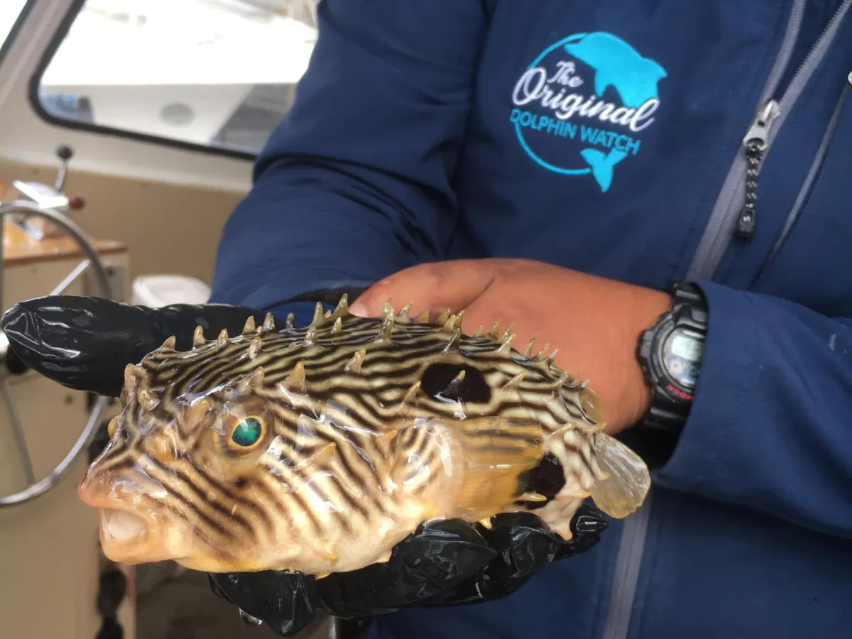 Eco tour marine life up close