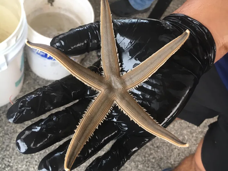 Guests enjoying open-air viewing