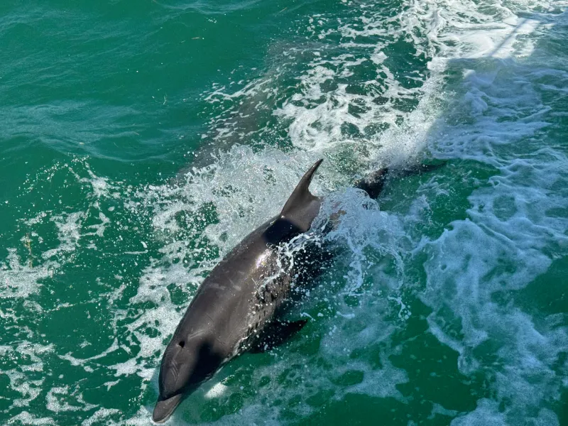 Dolphins spotted in the Laguna Madre on a guided tour