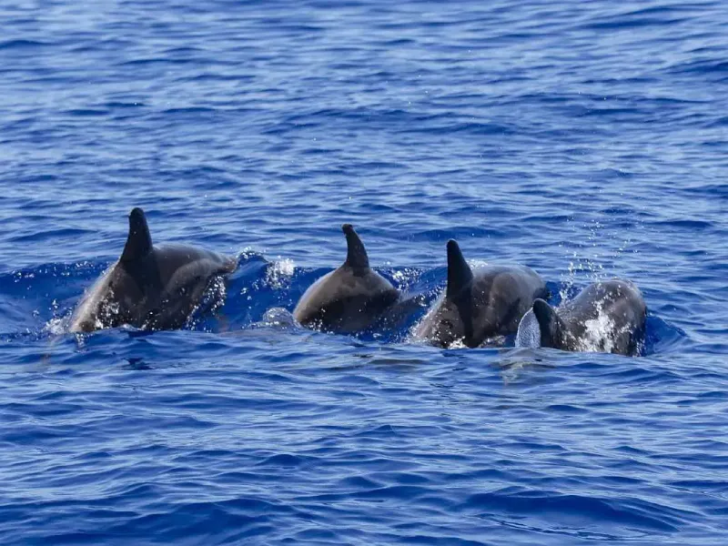 Morning dolphin watch tour in South Padre Island